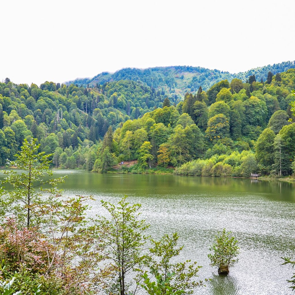 Artvin'in Borçka ilçesindeki Karagöl'ün etrafını saran koyu yeşil ladin ormanlarının görünümü